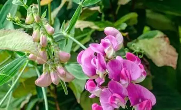 fleur de pois de senteur