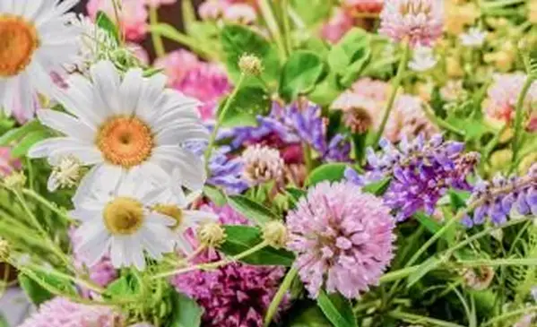Fleurs de naissance d'avril : importance de la marguerite et du pois de senteur
