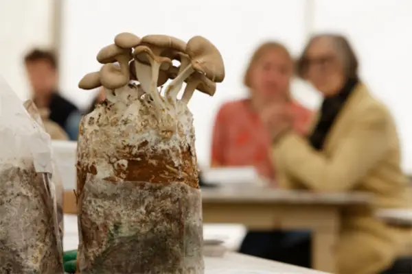 Find out more about fungi, on a workshop at the show
