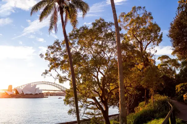 Sydney at sunset, with palm trees