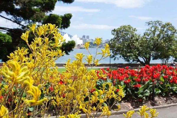 The Sydney Opera House with Kangaroo paws and cana lillies