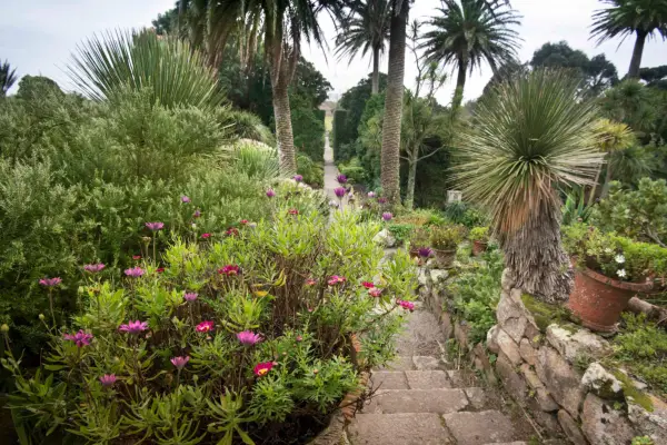 Palms and exotics in the borders at Tresco Abbey EMMA WHITFIELD WICKS