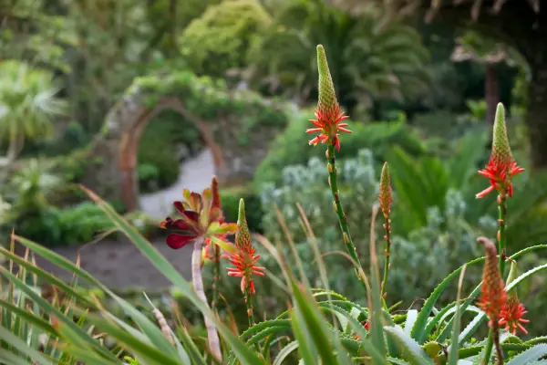 Aloe Arborescens at Tresco