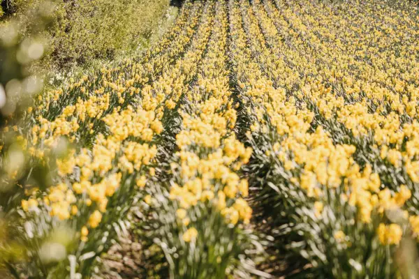Scented narcissus farming