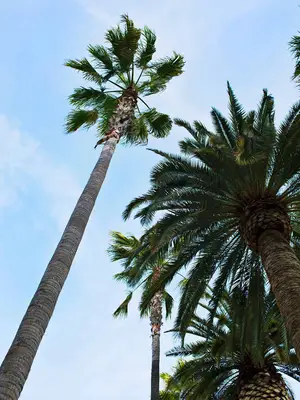 Los Angeles, California Travel Guide