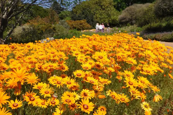 2048x1365_Kirstenbosch-spring-flowers-koppie-path-ursinia-calenduliflora-Sep19-ALN-573cw
