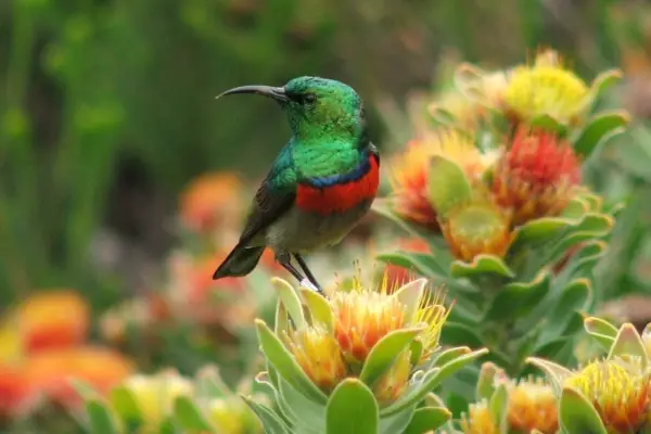 2048x1365_KIRSTENBOSCH-fynbos-BIRDS-lesser-double-collared-sunbird-Leucospermum-oleifolium-ALN-037cr