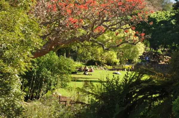 KIRSTENBOSCH spring afternoon in the Dell Erythrina abyssinica ALN 234c