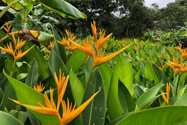 Balthazar Estate, Grenada