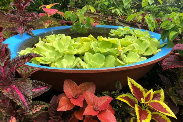 Gem Rose Eden, Grenada