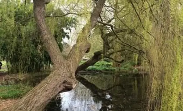 연못 위에 수양 버드 나무