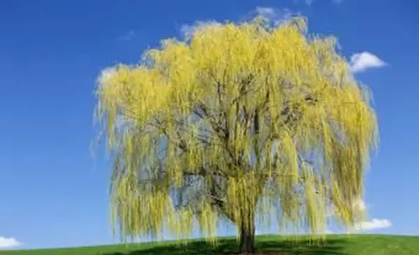 수 양버들 나무에 대한 흥미로운 사실