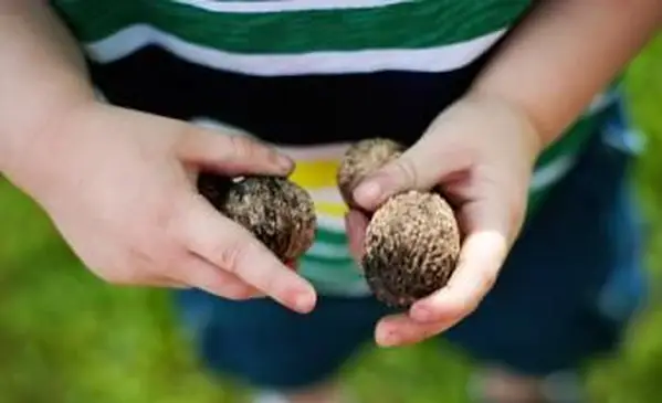 호두를 들고 소년