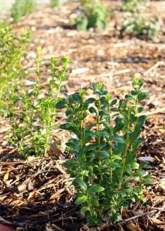Młode rośliny żywopłotowe (buxus sempervirens)