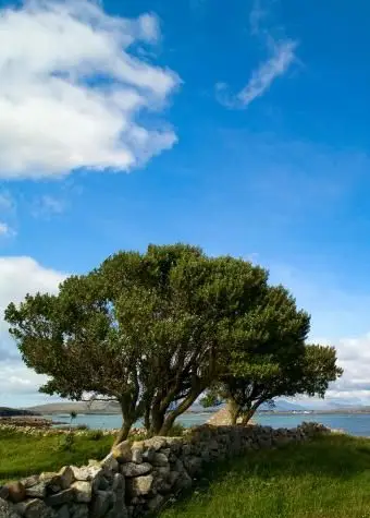 Dojrzałe drzewo bukszpanowe na wybrzeżu