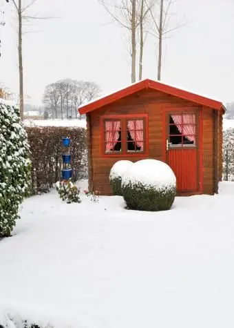 Piłka bukszpanu zimą in