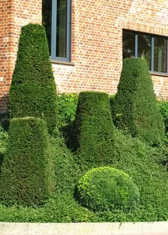 Ogród z przyciętymi bukszpanami