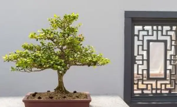 Bonsai z bukszpanu chińskiego (Buxus sinica)