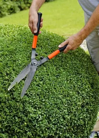 Mężczyzna przycinający piłkę bukszpanową
