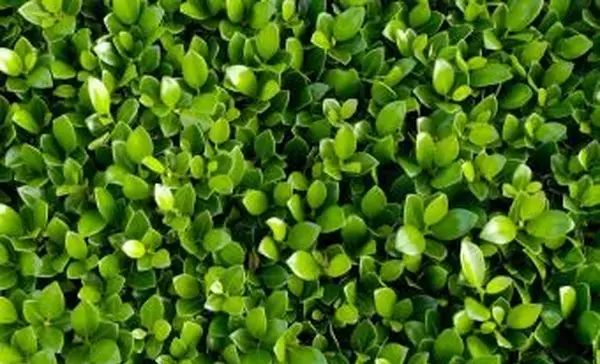 bukszpan zostaw zbliżenie