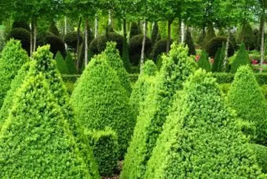 Drzewa skrzynkowe z zielonej góry Green