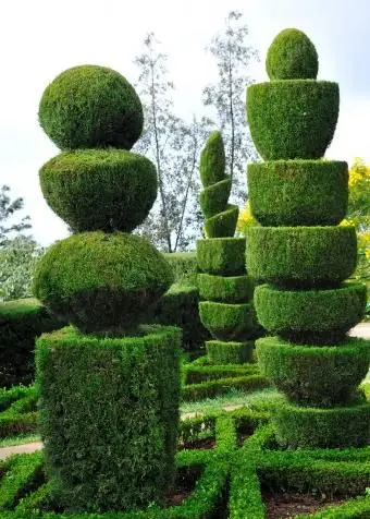 Drzewa topiary skrzynkowe