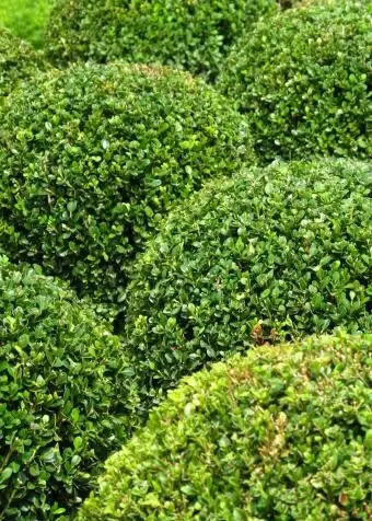 okrągłe topiary bukszpany
