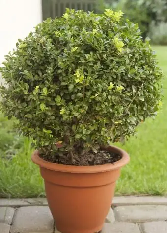 drzewo bukszpanowe w doniczce
