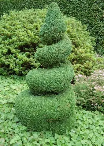 pięknie przycięte spiralne drzewo bukszpanu topiary