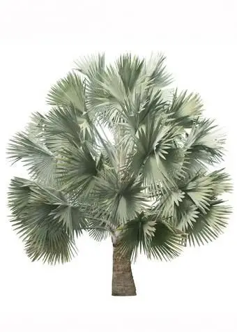https://cf.ltkcdn.net/garden/images/slide/175482-566x850-Silver-Fan-Palm.webp