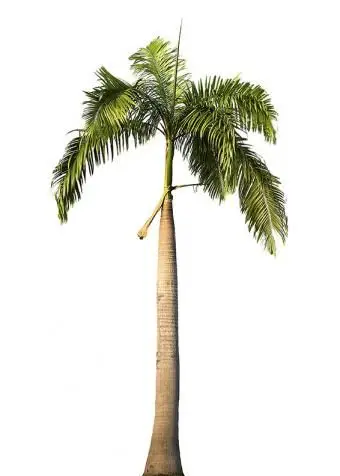 https://cf.ltkcdn.net/garden/images/slide/175474-566x850-royal-palm-tree.webp