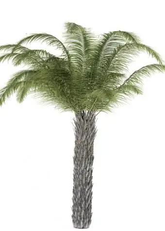 https://cf.ltkcdn.net/garden/images/slide/175477-566x850-butia-capitata.webp