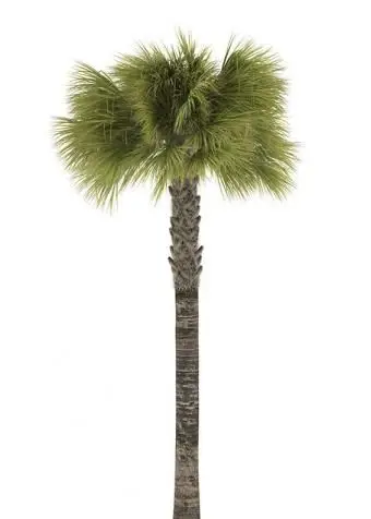 Bilder von verschiedenen Arten von Palmen