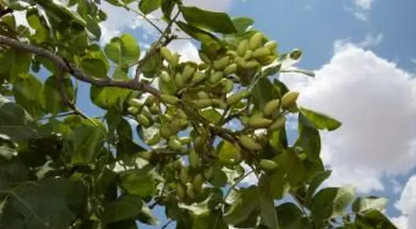 ramo di pistacchio e grappolo di noci