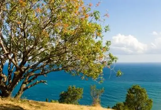Alberi di pistacchio in crescita