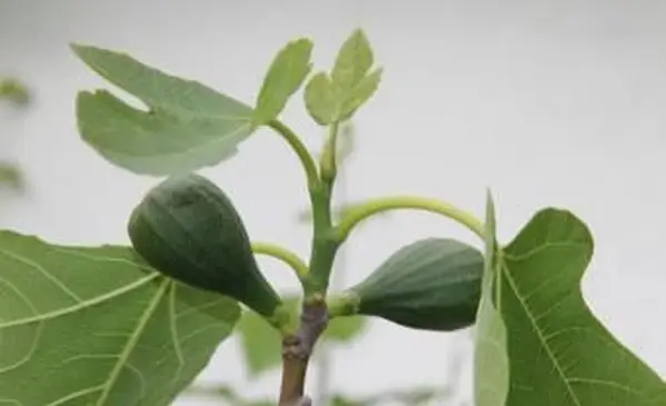 Fruta da seringueira