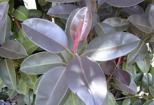 ficus elastica burgundy