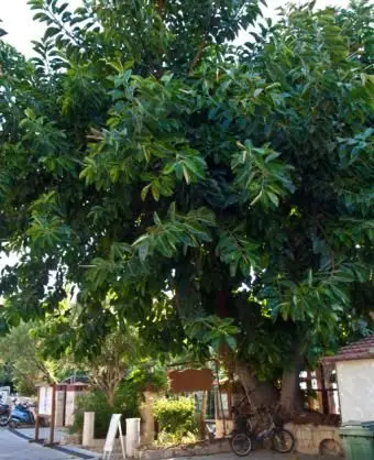 seringueiras na paisagem