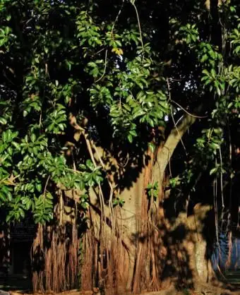 Plantas de seringueira