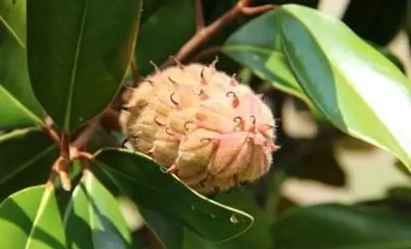 cone de semente de magnólia