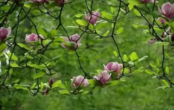 Magnólia asiática