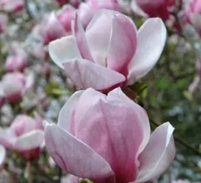 Flores de magnólia pires