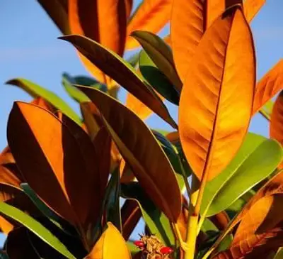 folhas de magnólia do sul