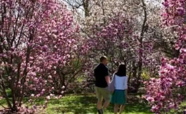 Árvore de magnólia