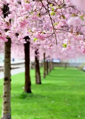 Drzewo kwitnącej wiśni