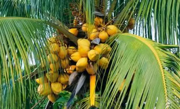 דקל קוקוס בהוואנה, קובה