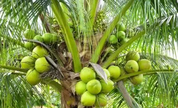 קוקוס ירוק בעץ דקל