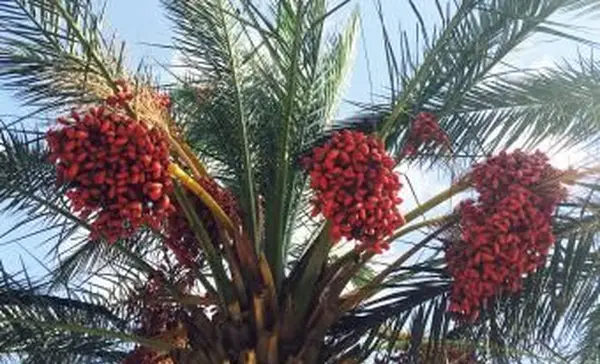 תאריכים התלויים בעץ דקל