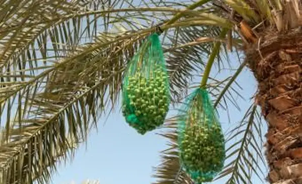 תאריכים מוגנים ברשתות בעץ דקל