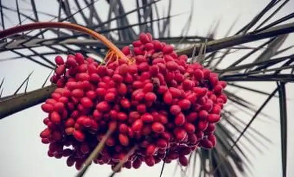 תמרים בשלים בעץ דקל